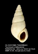 OLIGOCENE-TONGERIAN Tournoueria debuissoni